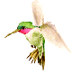 l'oiseau